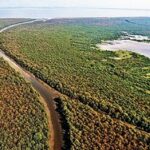 Mangroves Aerial View